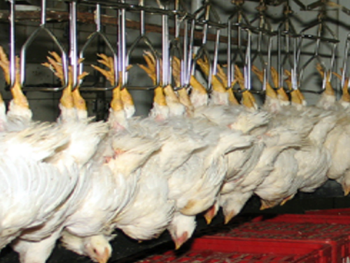 Animal Welfare Handling for Poultry Processing (AMPLSK201)